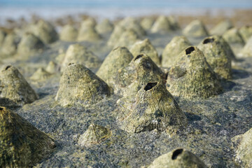Unusual seashells on stone in the form of small volcanoes in Phuket, Thailand
