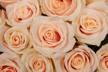 background texture cream roses
