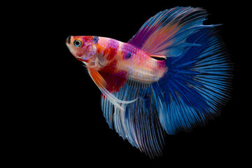 Beautiful movement of red blue Siamese fighting fish, Fancy betta splendens (Halfmoon betta ), isolated on black background.