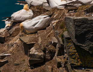 Northern Gannet Nudging Egg In Nest