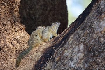 Ockerfußbuschhörnchen / Tree squirrel / Paraxerus Cepapi