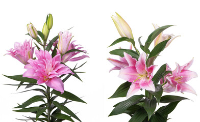 Set of pink lilies isolated on white