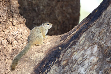Ockerfußbuschhörnchen / Tree squirrel / Paraxerus Cepapi