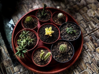 christmas decoration