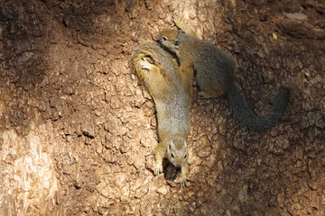 Obraz premium Ockerfußbuschhörnchen / Tree squirrel / Paraxerus Cepapi