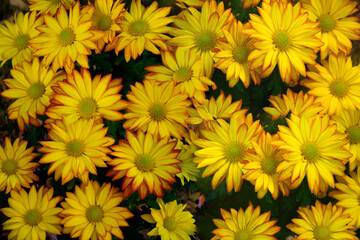   Autumn orange yellow chrysanthemum flowers background 