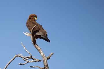 Wahlbergsadler / Wahlberg's  Eagle / Aquila wahlbergi.