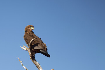 Wahlbergsadler / Wahlberg's  Eagle / Aquila wahlbergi