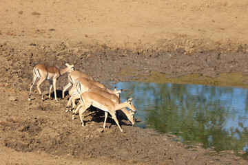 Schwarzfersenantilope / Impala / Aepyceros melampus