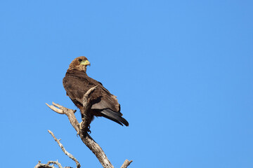 Wahlbergsadler / Wahlberg's  Eagle / Aquila wahlbergi