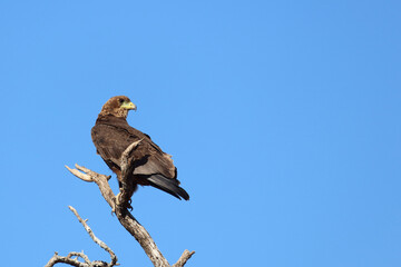 Wahlbergsadler / Wahlberg's  Eagle / Aquila wahlbergi