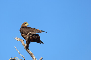 Wahlbergsadler / Wahlberg's  Eagle / Aquila wahlbergi