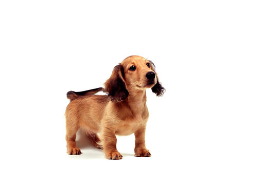 ミニチュアダックスフンド Images Browse 2 577 Stock Photos Vectors And Video Adobe Stock