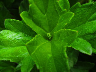 Photo of wedelia flowers in the garden