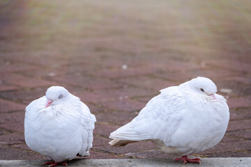 Two beautiful white pigeons on the ground.
