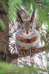 The squirrel with nut sits on a fir branches in the winter or late autumn
