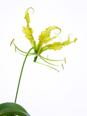 黄色いグロリオサ05