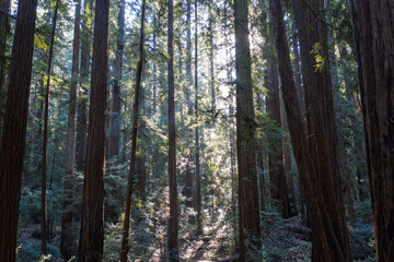 Sunlight descends into the darkness of a forest of Redwood trees, Sequoia sempervirens, in Northern California. Redwoods are the largest trees on Earth and are an endangered species.