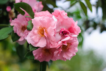 Cluster of tender pink roses in the garden. beautiful blooming pink roses on the tree.