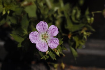 Flower of pink Korean cranesbill 