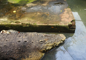 Crocodile farm in Medan, North Sumatera, Indonesia