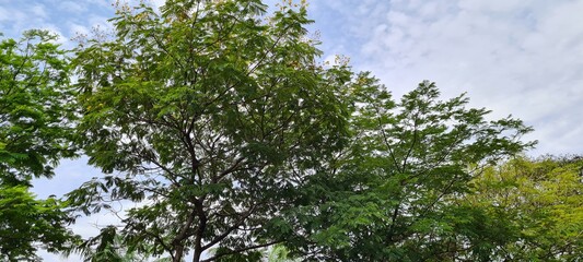 Falcataria is Flowering Plants in the legums family