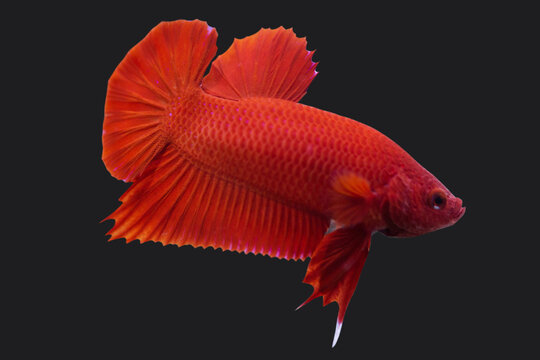 Betta Super Red Plakat HMPK Male or Plakat Fighting Fish Splendens On Black Background.
