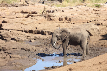 Afrikanischer Elefant / African elephant / Loxodonta africana