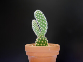 Konijnachtige cactus konijnencactus 07