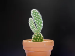 Deurstickers Cactus in pot Konijnachtige cactus konijnencactus 07