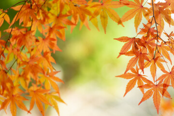 秋と紅葉のモミジ
