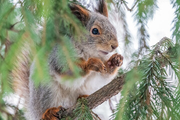 The squirrel with nut sits on a fir branches in the winter or late autumn