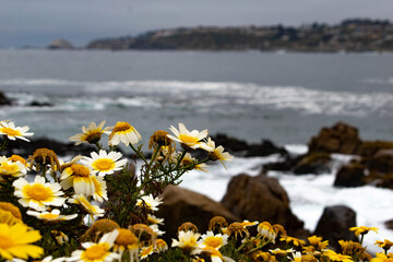 beach and flowers