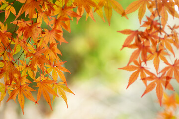 秋と紅葉のモミジ
