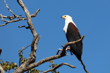 Afrikanischer Schreiseeadler / African fish-eagle / Haliaeetus vocifer.