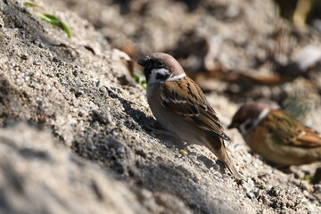 Eurasian tree sparrow searching food