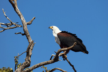 Afrikanischer Schreiseeadler / African fish-eagle / Haliaeetus vocifer.