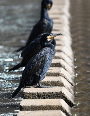 Great Cormorant on the riverbank
