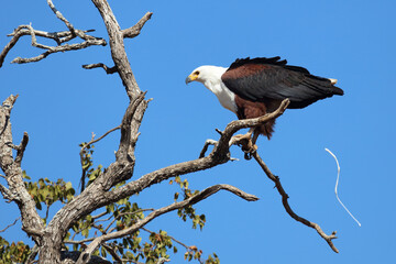 Afrikanischer Schreiseeadler / African fish-eagle / Haliaeetus vocifer.