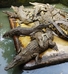 Crocodile farm in Medan, North Sumatera, Indonesia