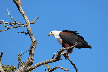 Afrikanischer Schreiseeadler / African fish-eagle / Haliaeetus vocifer.