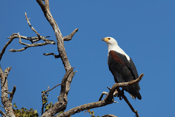 Afrikanischer Schreiseeadler / African fish-eagle / Haliaeetus vocifer.