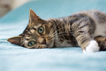 Cute cat lying on the bed