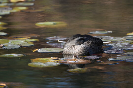 Sleeping Indian Spot Billed Duck