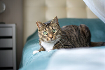 Beautiful cat lies on a blue plaid