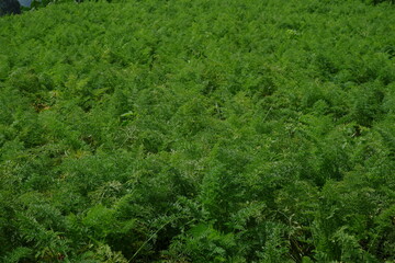 Fototapeta na wymiar Carrot cultivated agricultural land that thrives in rural land