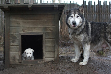Shaggy dog next to a doghouse and a white puppy