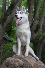 Obraz premium The husky sits gracefully on a rock in the forest with its paw outstretched and looks into the distance with its tongue hanging out