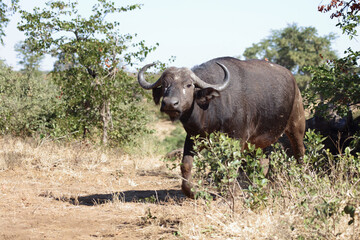 Fototapeta premium Kaffernbüffel / Buffalo / Syncerus caffer