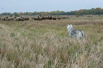 Husky dog looks at the rams in the autumn field